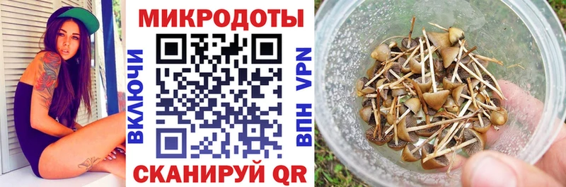 Псилоцибиновые грибы Psilocybe Димитровград